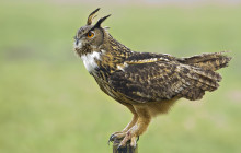 Eagle Owl / Oehoe