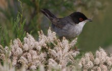 Sardinian warbler / Kleine Zwartkop / Fauvette mélanocéphale