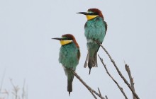 Bee-eaters / Bijeneters / Guêpier d'Europe