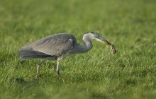 Grey heron / Blauwe reiger