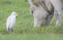 Koereiger in Eempolder