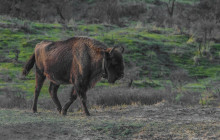 Wisent with transmitter