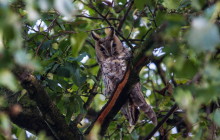 Long eared owl / Ransuil