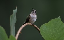 Ruby-throated hummingbird