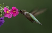 Ruby-throated hummingbird