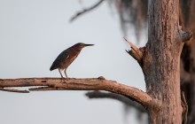 Green Heron
