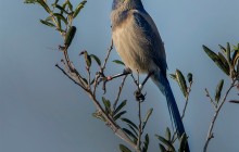Florida Scrub Jay
