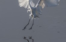 Great Egret