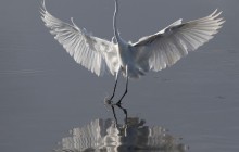 Great Egret