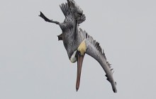 Brown Pelican
