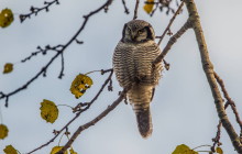 Northern Hawk Owl / Sperweruil
