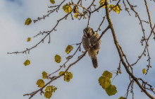 Northern Hawk Owl / Sperweruil