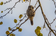 Northern Hawk Owl / Sperweruil