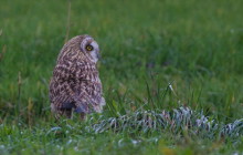 Short eared owl / Velduil