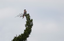 American Kestrel
