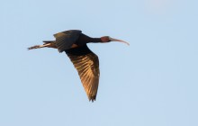 Glossy Ibis / Zwarte Ibis / Ibis falcinelle