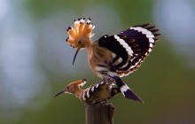 Hop / Huppe / Hoopoe