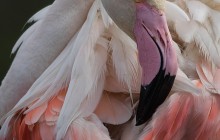 Flamingo / Greater Flamingo / Flamant rose