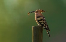 Hop / Huppe / Hoopoe