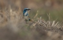 Florida Scrub Jay
