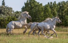 Camargue paarden