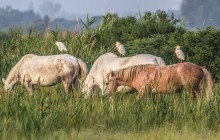 Koereigers op Camargue paarden