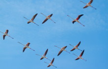 Greater Flamingo / Flamingo