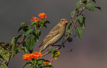 Common Rosefinch / Roodmus