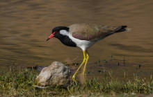 Indian Lapwing / Indische kievit