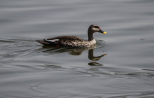 Spot-billed duck