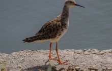 Ruff / Kemphaan