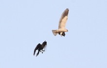 Black shouldered kite and house crowm / Grijze wouw en huiskraai