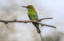 Green bee-eater / kleine groene bijeneter