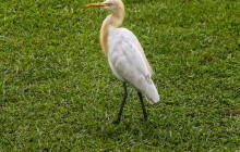 Cattle egret / Koereiger