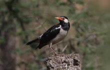  Asian pied starling