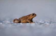 Pad / Toad