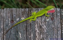 Green Anole / Roodkeelanolis