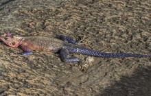Agame lizard
