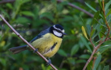 Tenerife Blue Tit / Tenerife pimpelmees