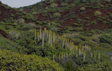 Tenerife