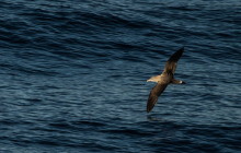 Cory's shearwater / Kuhl's pijlstormvogel