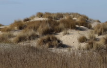 Texel