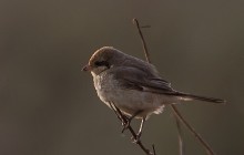 Red-tailed Shrike / Turkestaanse Klauwier