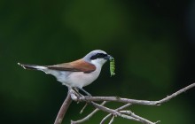 Grauwe klauwier / Red-backed Shrike