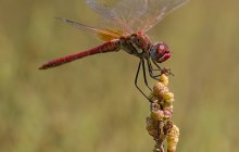 Red-veined Darter / Zwervende Heidelibel - man