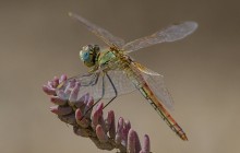 Red-veined Darter / Zwervende Heidelibel - vrouw
