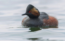 Black necked grebe / Geoorde Fuut