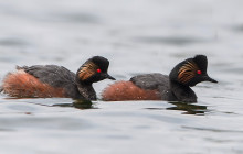 Black necked grebe / Geoorde Fuut