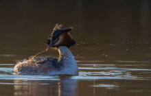 Grebe / Fuut