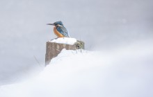 IJsvogel - Huizen